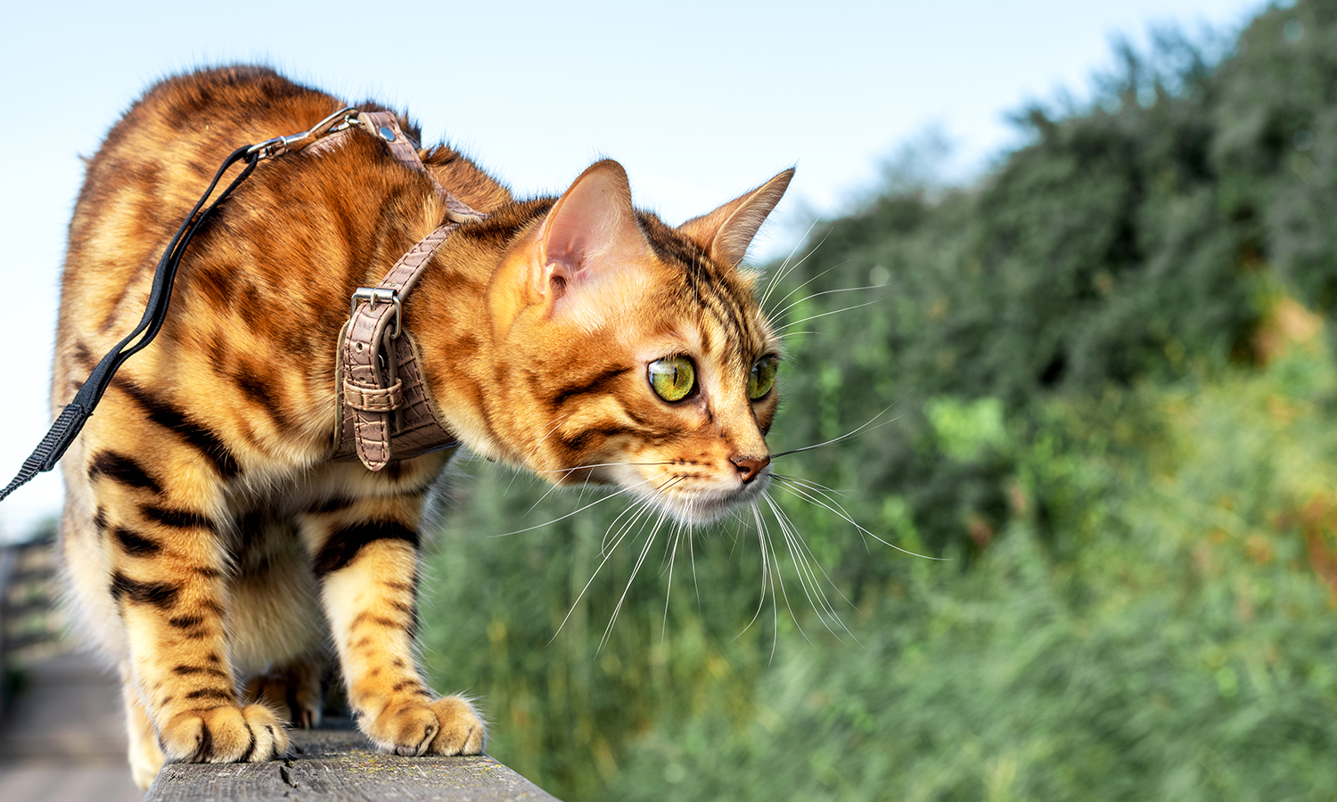 Read more about the article Cena kota rasowego – skąd taka cena?