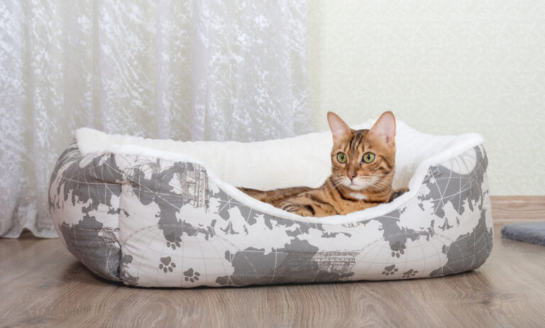 Read more about the article Hodowle (pseudo hodowcy)