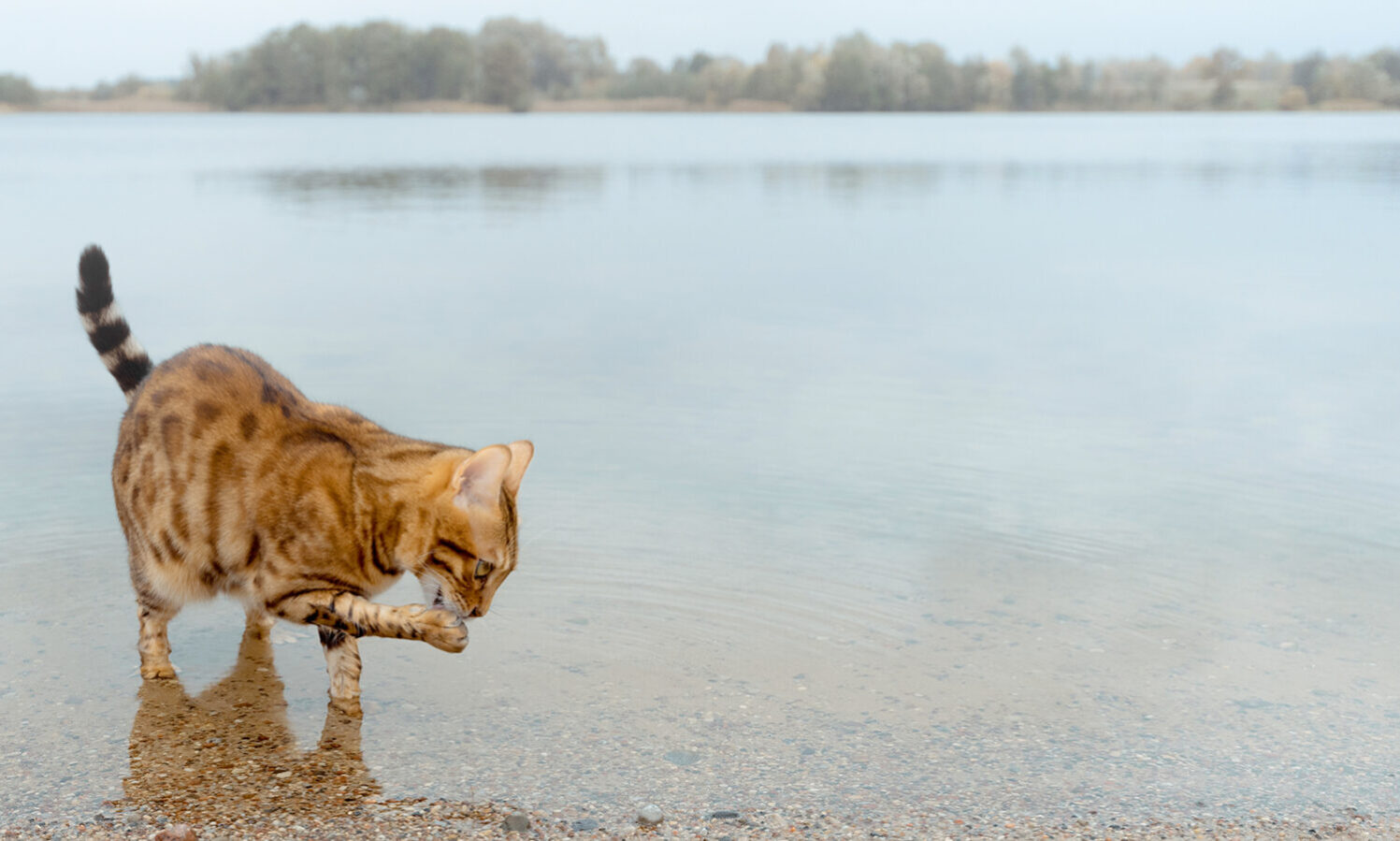 Read more about the article Sprzedaż za granicę