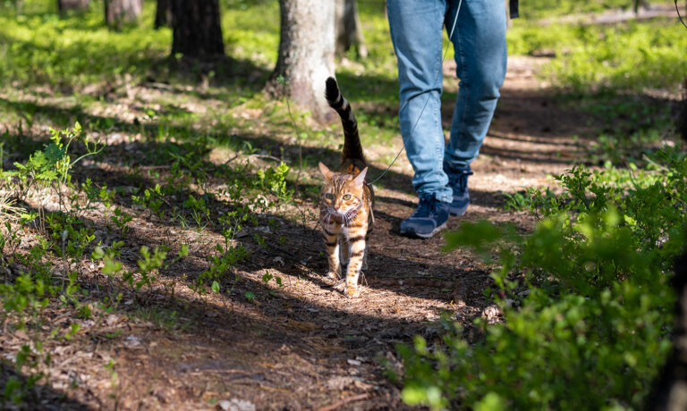 Read more about the article Zakup kociaka