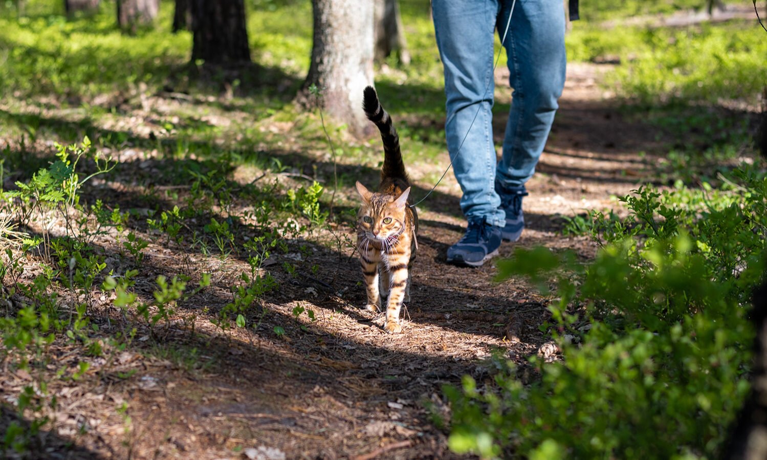 Read more about the article Zakup kociaka